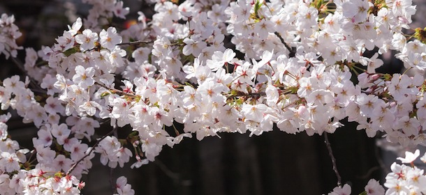 sakura
